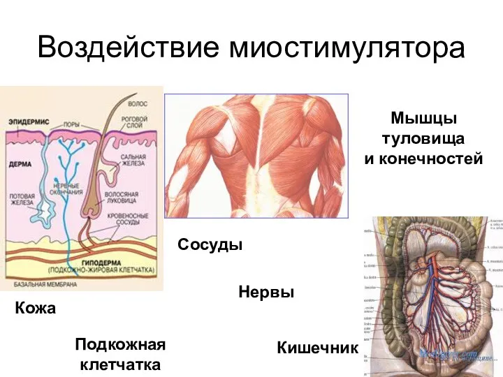 Воздействие миостимулятора Кожа Подкожная клетчатка Мышцы туловища и конечностей Кишечник Сосуды Нервы