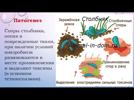 Патогенез Споры столбняка, попав в поврежденные ткани, при наличии условий анаэробиоза размножаются