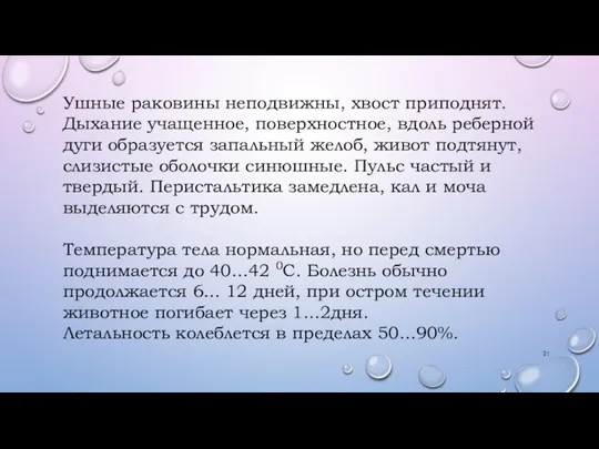 Ушные раковины неподвижны, хвост приподнят. Дыхание учащенное, поверхностное, вдоль реберной дуги образуется