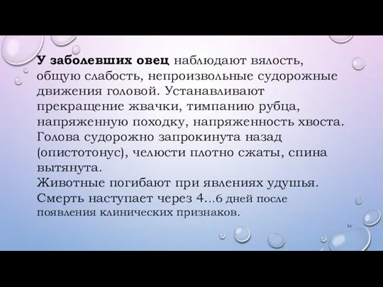 У заболевших овец наблюдают вялость, общую слабость, непроизвольные судорожные движения головой. Устанавливают