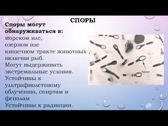 СПОРЫ Споры могут обнаруживаться в: морском иле, озерном иле кишечном тракте животных