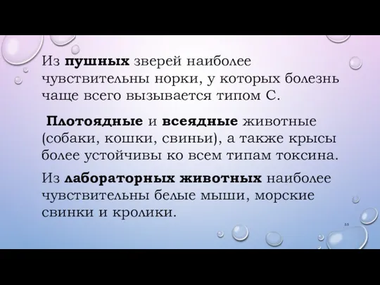 Из пушных зверей наиболее чувствительны норки, у которых болезнь чаще всего вызывается