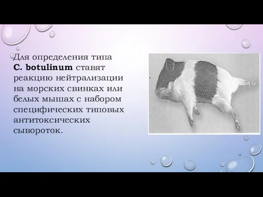 Для определения типа С. botulinum ставят реакцию нейтрализации на морских свинках или