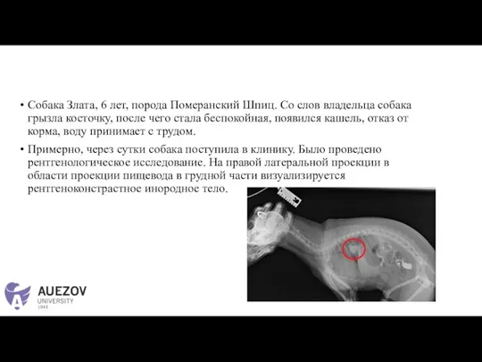 Собака Злата, 6 лет, порода Померанский Шпиц. Со слов владельца собака грызла