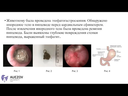 Животному была проведена эзофагогастроскопия. Обнаружено инородное тело в пищеводе перед кардиальным сфинктером.