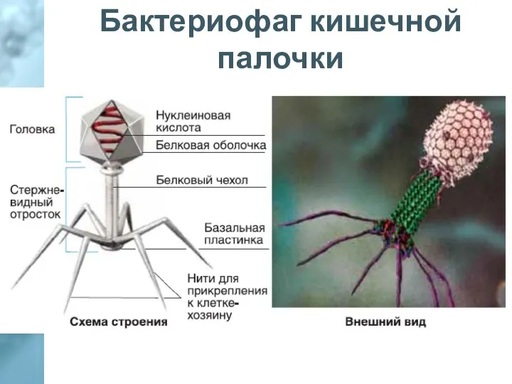 Бактериофаг кишечной палочки