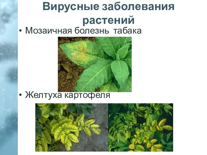 Вирусные заболевания растений Мозаичная болезнь табака Желтуха картофеля