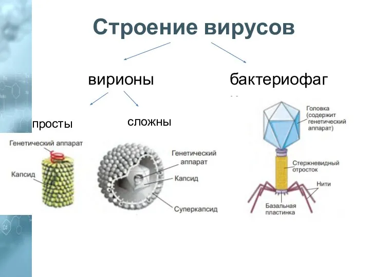 Строение вирусов вирионы бактериофаги простые сложные