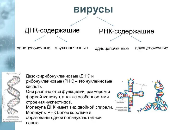 вирусы ДНК-содержащие РНК-содержащие двухцепочечные одноцепочечные двухцепочечные одноцепочечные Дезоксирибонуклеиновые (ДНК) и рибонуклеиновые (РНК)