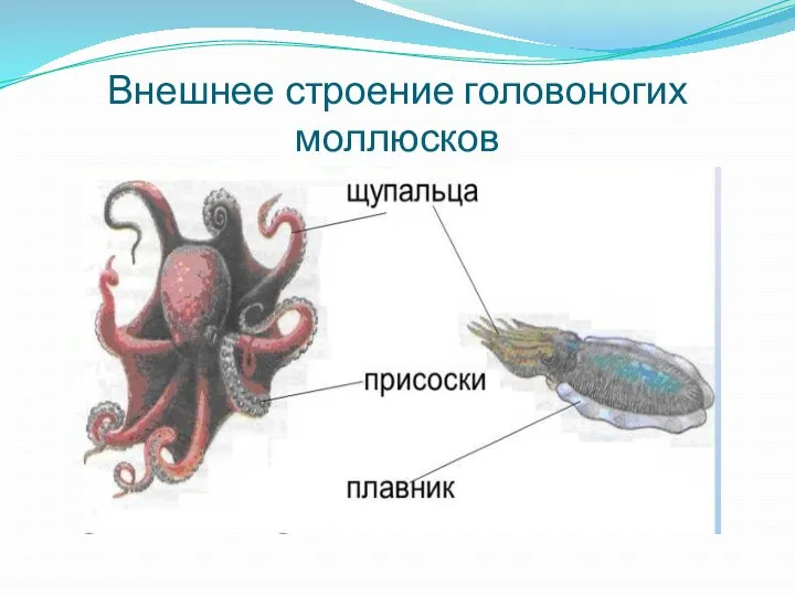 Внешнее строение головоногих моллюсков