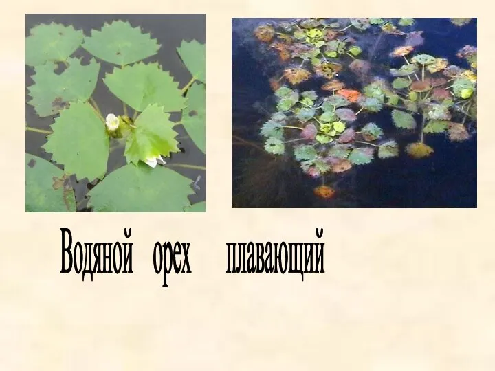 Водяной орех плавающий