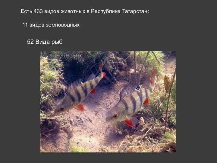 52 Вида рыб Есть 433 видов животных в Республике Татарстан: 11 видов земноводных