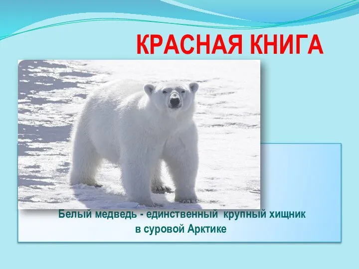 КРАСНАЯ КНИГА Белый медведь - единственный крупный хищник в суровой Арктике