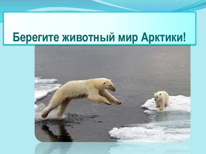 Берегите животный мир Арктики!