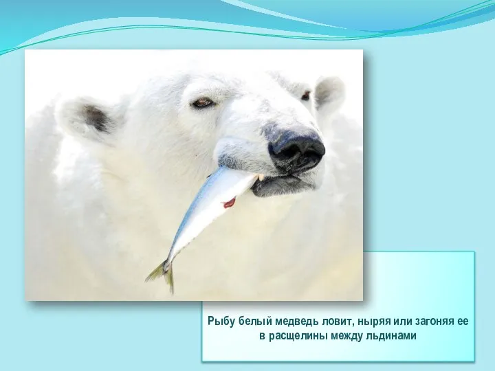 Рыбу белый медведь ловит, ныряя или загоняя ее в расщелины между льдинами