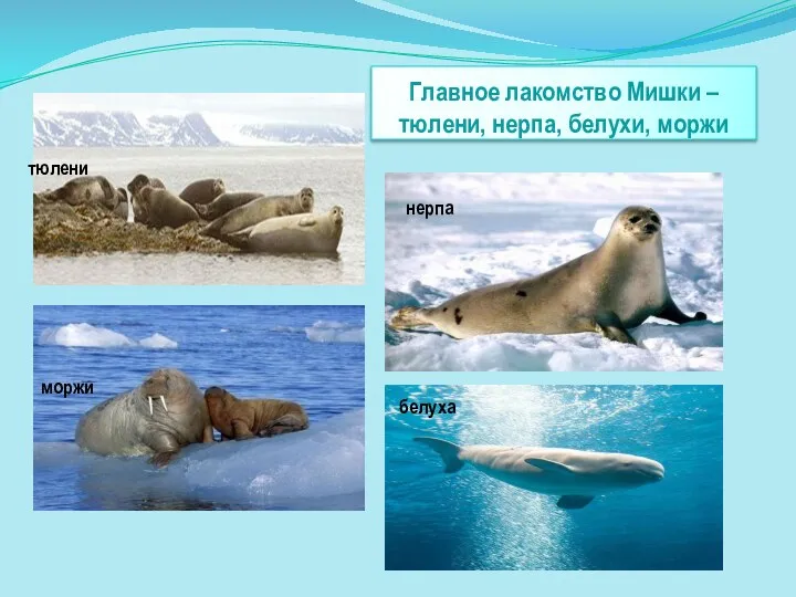 Главное лакомство Мишки – тюлени, нерпа, белухи, моржи тюлени нерпа моржи белуха