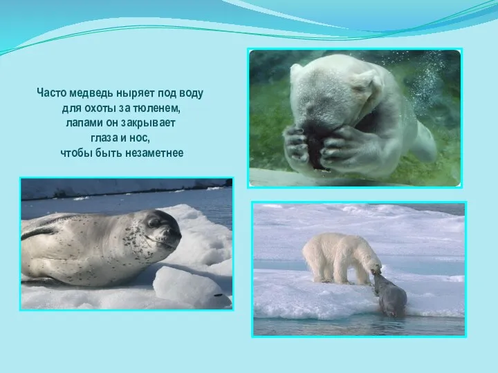 Часто медведь ныряет под воду для охоты за тюленем, лапами он закрывает