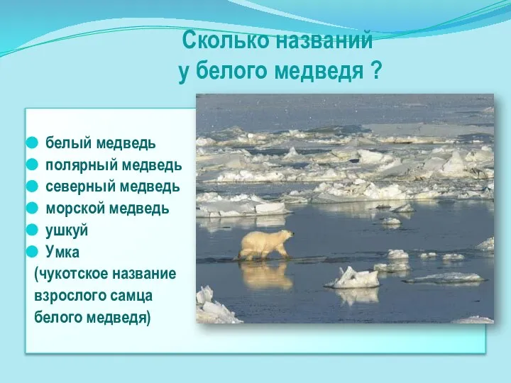 белый медведь полярный медведь северный медведь морской медведь ушкуй Умка (чукотское название