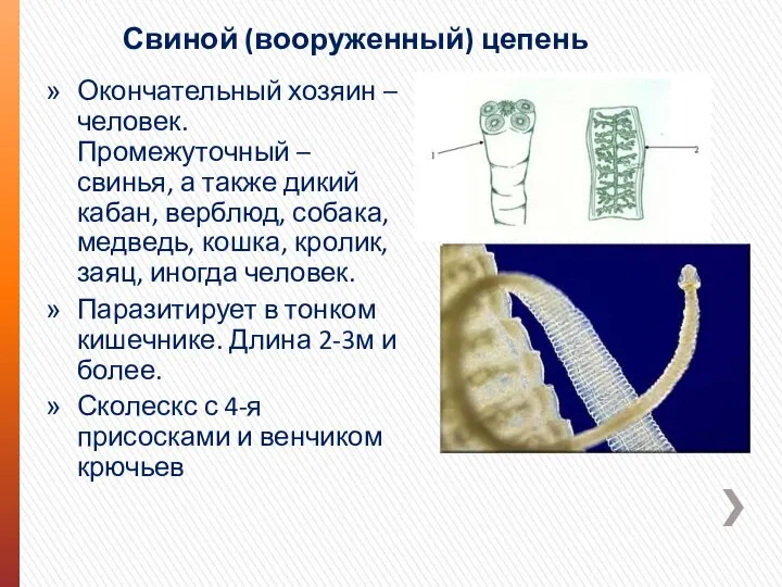 Свиной (вооруженный) цепень Окончательный хозяин – человек. Промежуточный – свинья, а также