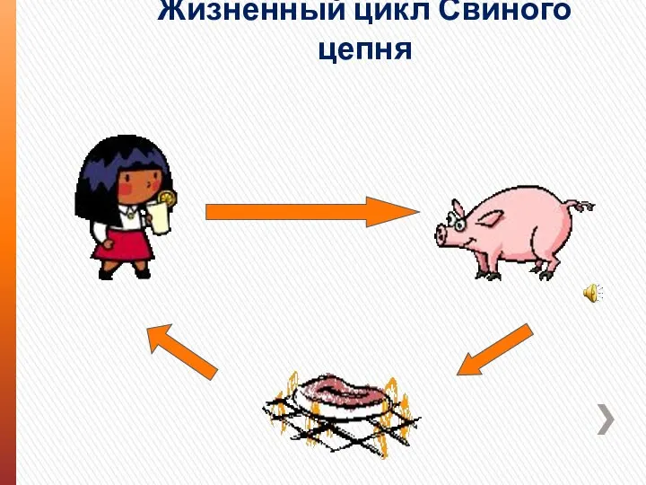 Жизненный цикл Свиного цепня