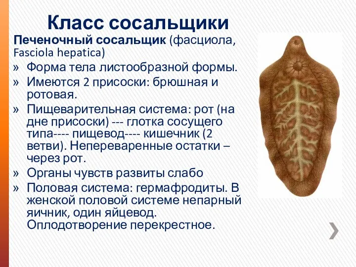 Класс сосальщики Печеночный сосальщик (фасциола, Fasciola hepatica) Форма тела листообразной формы. Имеются