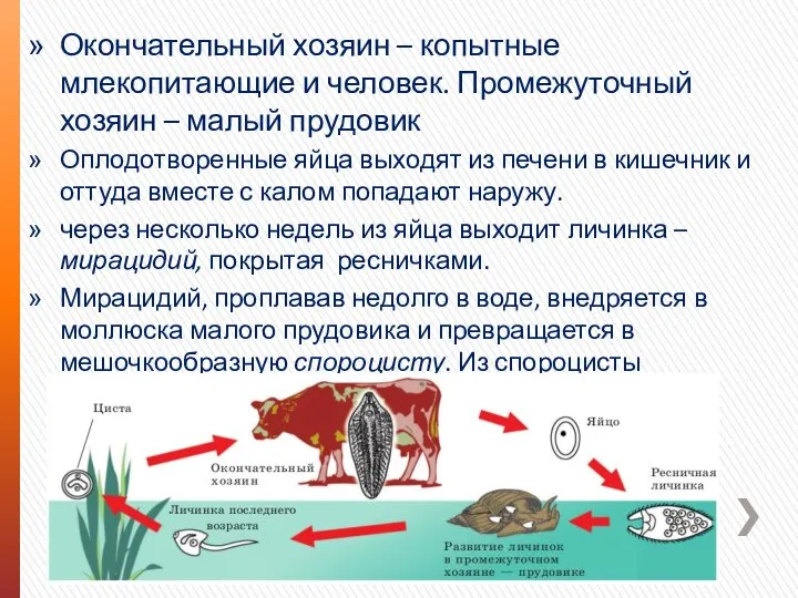 Окончательный хозяин – копытные млекопитающие и человек. Промежуточный хозяин – малый прудовик