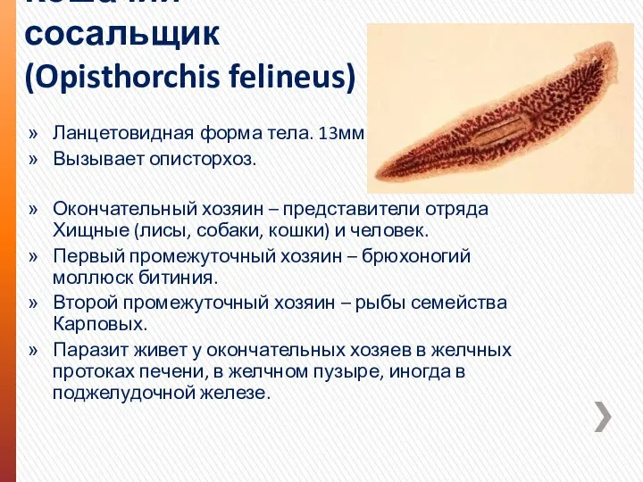 Кошачий сосальщик (Opisthorchis felineus) Ланцетовидная форма тела. 13мм. Вызывает описторхоз. Окончательный хозяин