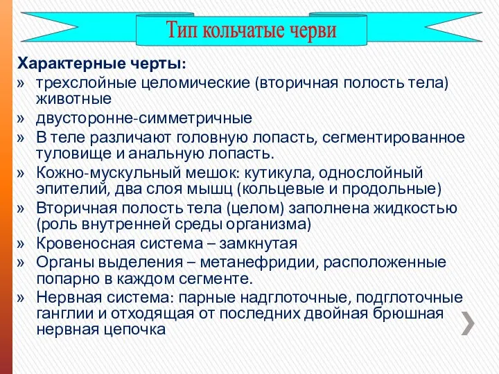 Характерные черты: трехслойные целомические (вторичная полость тела) животные двусторонне-симметричные В теле различают