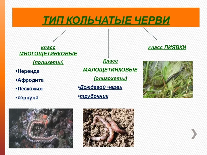 ТИП КОЛЬЧАТЫЕ ЧЕРВИ класс МНОГОЩЕТИНКОВЫЕ (полихеты) Нереида Афродита Пескожил серпула класс ПИЯВКИ