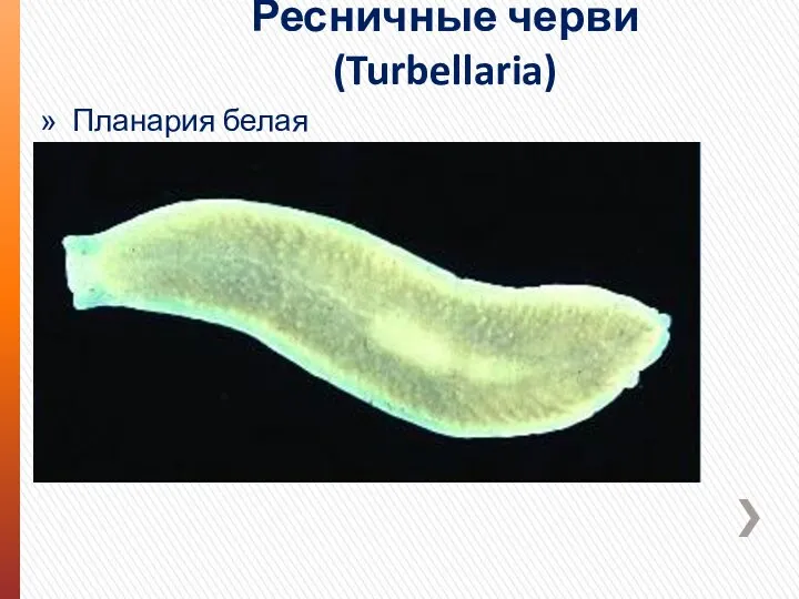 Ресничные черви (Turbellaria) Планария белая