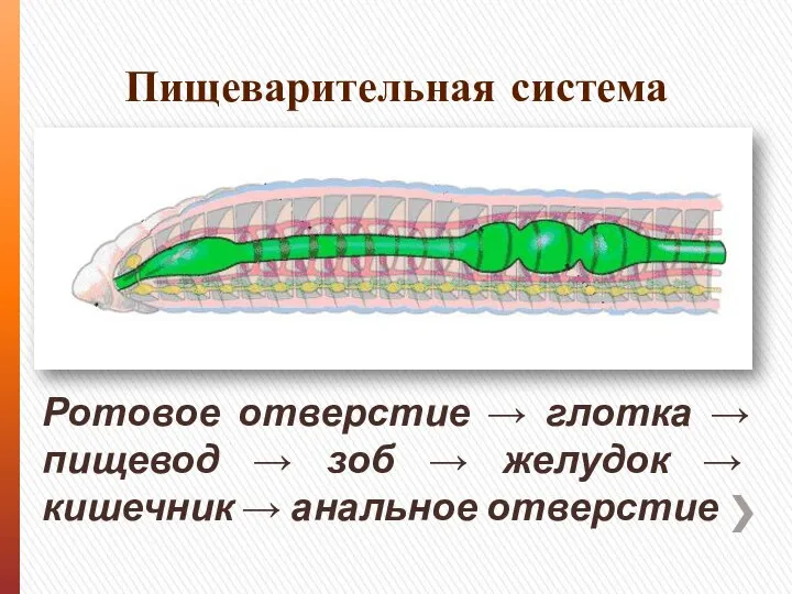 Пищеварительная система Ротовое отверстие → глотка → пищевод → зоб → желудок