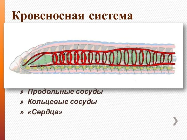 Кровеносная система Продольные сосуды Кольцевые сосуды «Сердца»