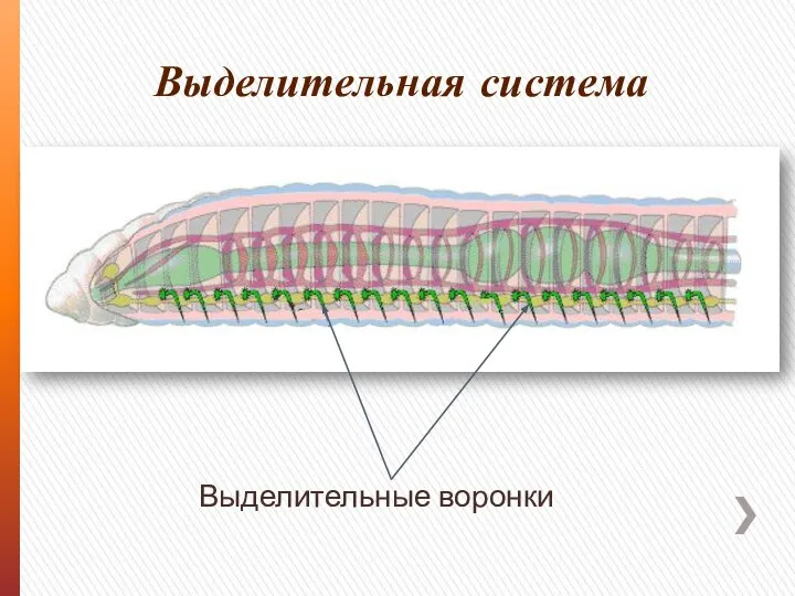 Выделительная система Выделительные воронки