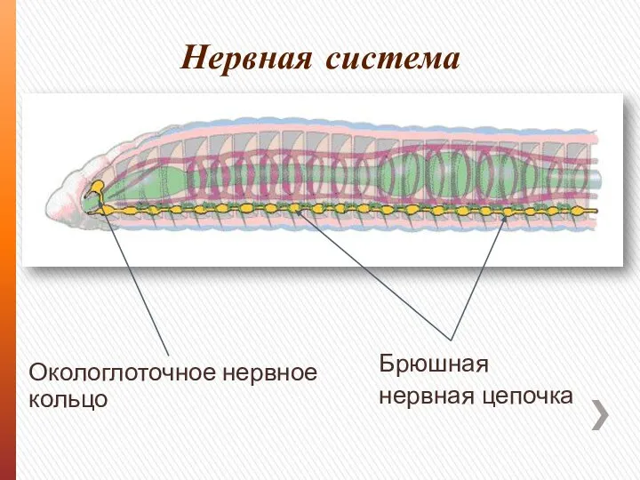 Нервная система Окологлоточное нервное кольцо Брюшная нервная цепочка