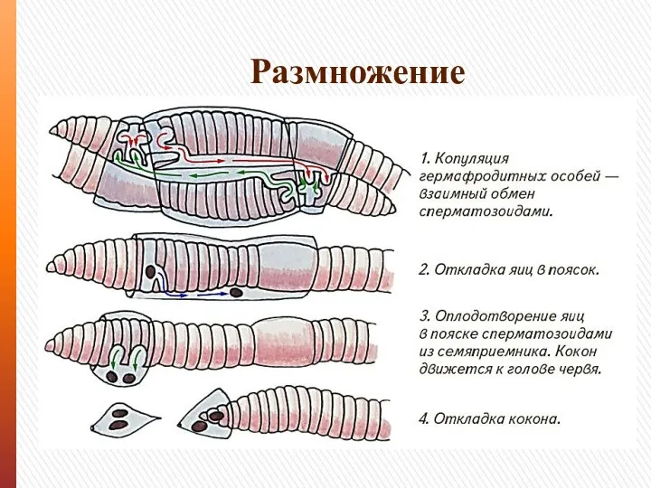 Размножение