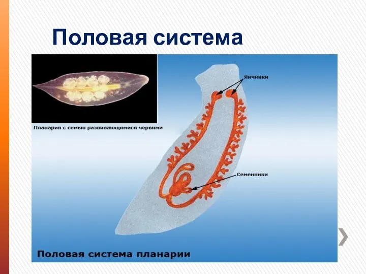 Половая система