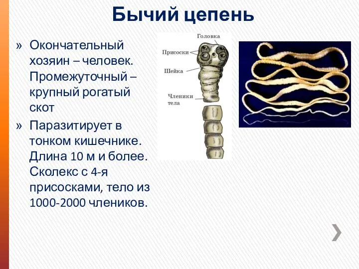 Бычий цепень Окончательный хозяин – человек. Промежуточный – крупный рогатый скот Паразитирует