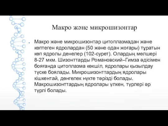 Макро және микрошизонтар Макро және микрошизонтар цитоплазмадан және көптеген ядролардан (50 және