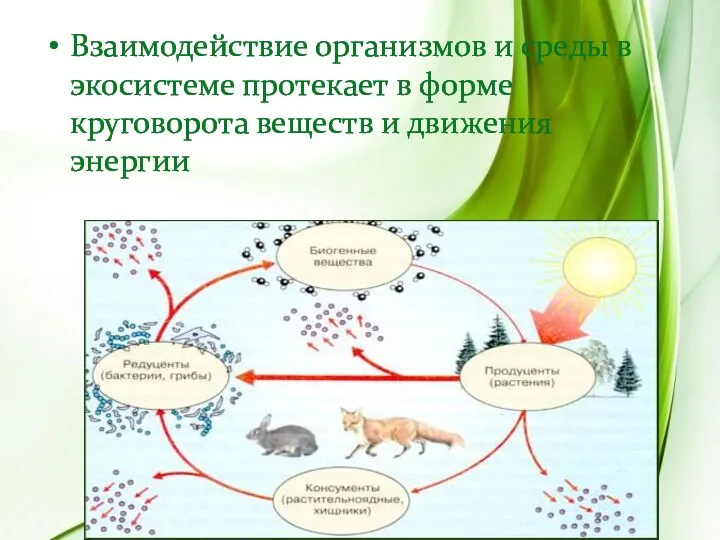 Взаимодействие организмов и среды в экосистеме протекает в форме круговорота веществ и движения энергии