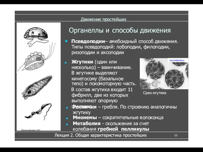 Движение простейших ■ Псевдоподии– амебоидный способ движения. Типы псевдоподий: лобоподии, филоподии, ризоподии