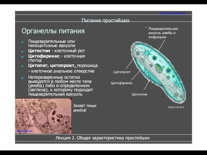 Питание простейших Пищеварительные или пиноцитозные вакуоли Цитостом - клеточный рот Цитофаринкс -