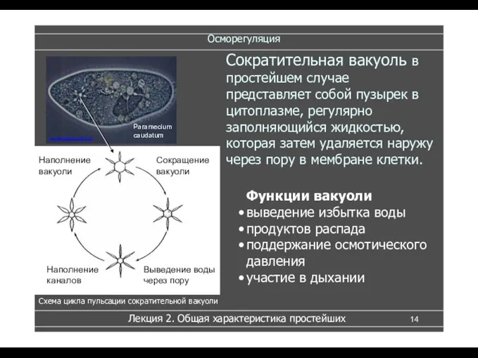 Осморегуляция Сократительная вакуоль в простейшем случае представляет собой пузырек в цитоплазме, регулярно