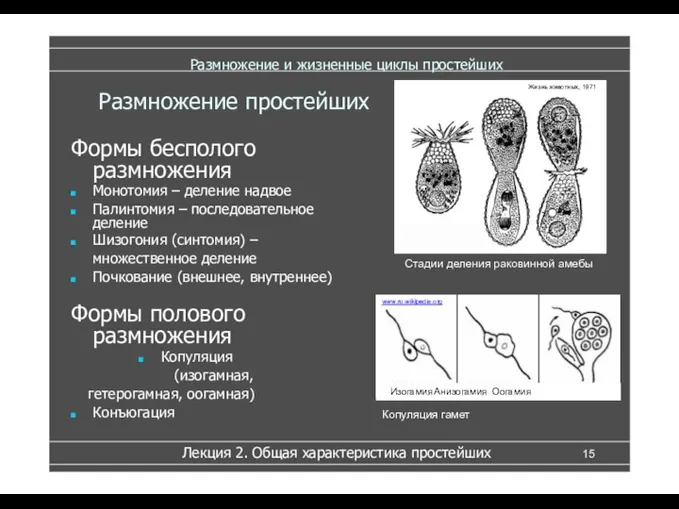 Размножение и жизненные циклы простейших Монотомия – деление надвое Палинтомия – последовательное