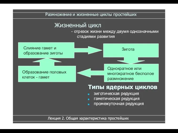 Размножение и жизненные циклы простейших Зигота Однократное или многократное бесполое размножение Типы