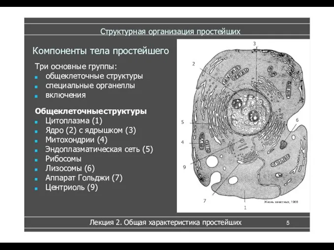 Структурная организация простейших Компоненты тела простейшего Три основные группы: общеклеточные структуры специальные