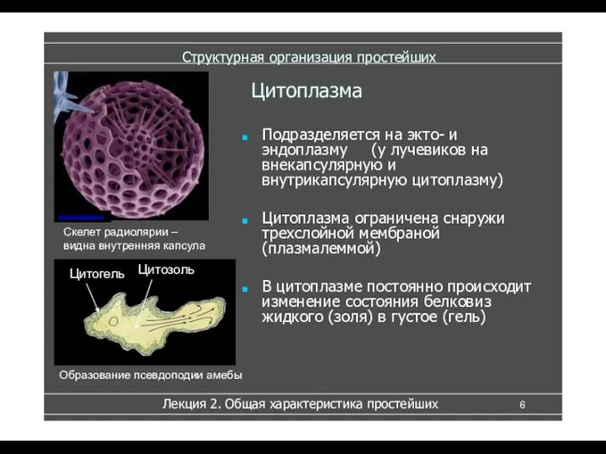 Структурная организация простейших Подразделяется на экто- и эндоплазму (у лучевиков на внекапсулярную