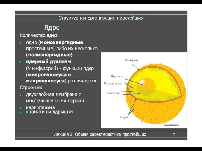 Структурная организация простейших Строение: двухслойная мембрана с многочисленными порами кариоплазма хроматин и