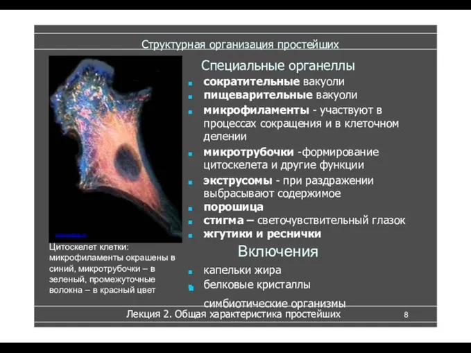 Структурная организация простейших Специальные органеллы www.college.ru Лекция 2. Общая характеристика простейших Цитоскелет