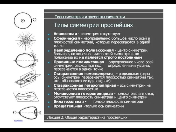 Типы симметрии и элементы симметрии Лекция 2. Общая характеристика простейших Типы симметрии