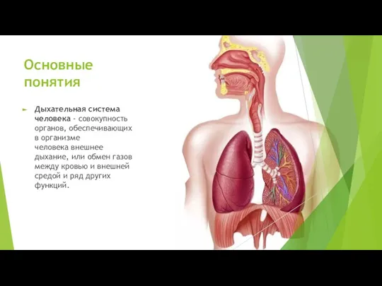 Основные понятия Дыхательная система человека - совокупность органов, обеспечивающих в организме человека